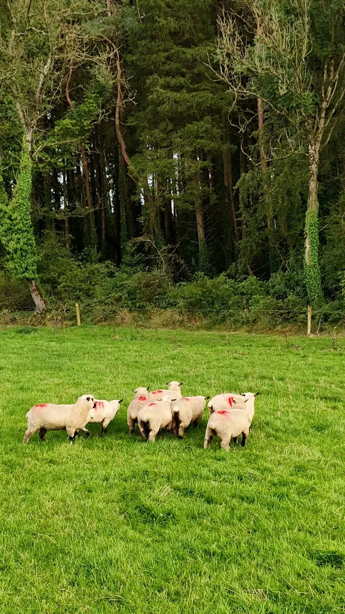 Sheep - Image 4