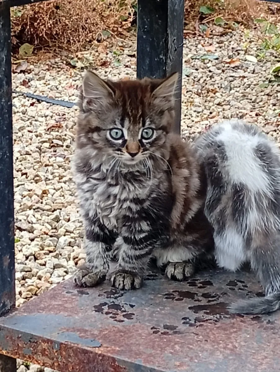 Bundles of cuteness - Image 2
