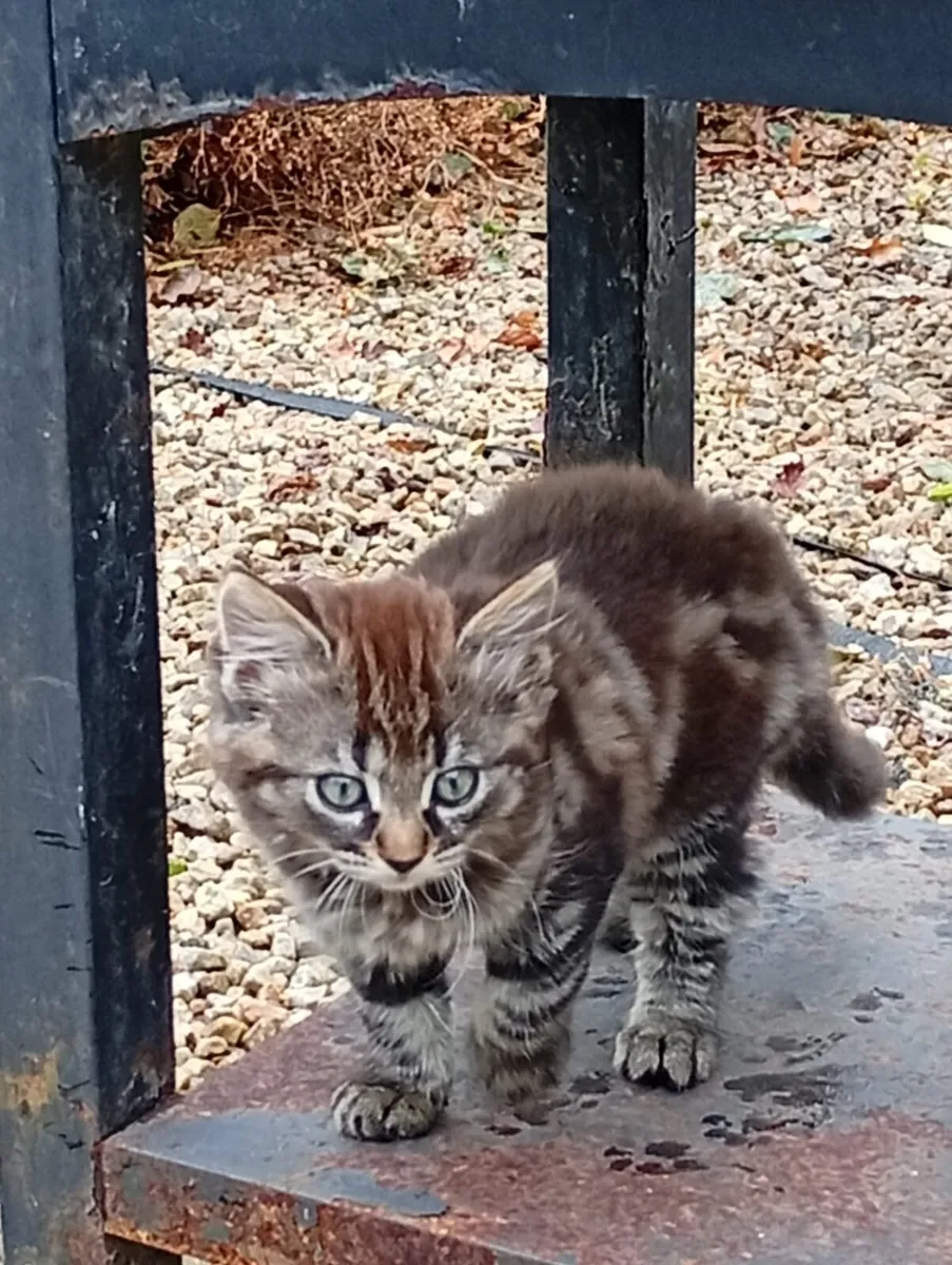 Bundles of cuteness - Image 3