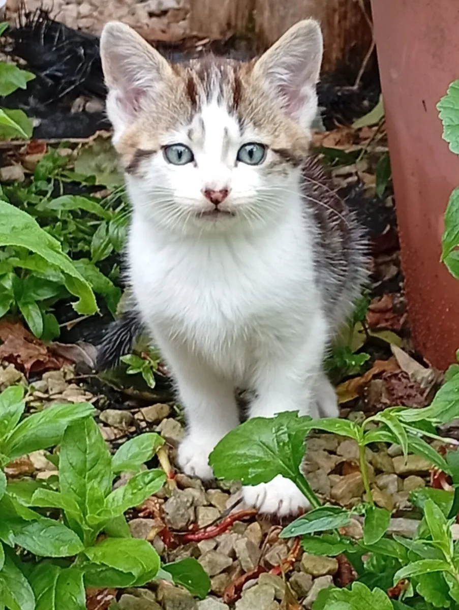 Bundles of cuteness - Image 4