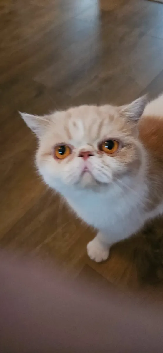 Cat - Image 1