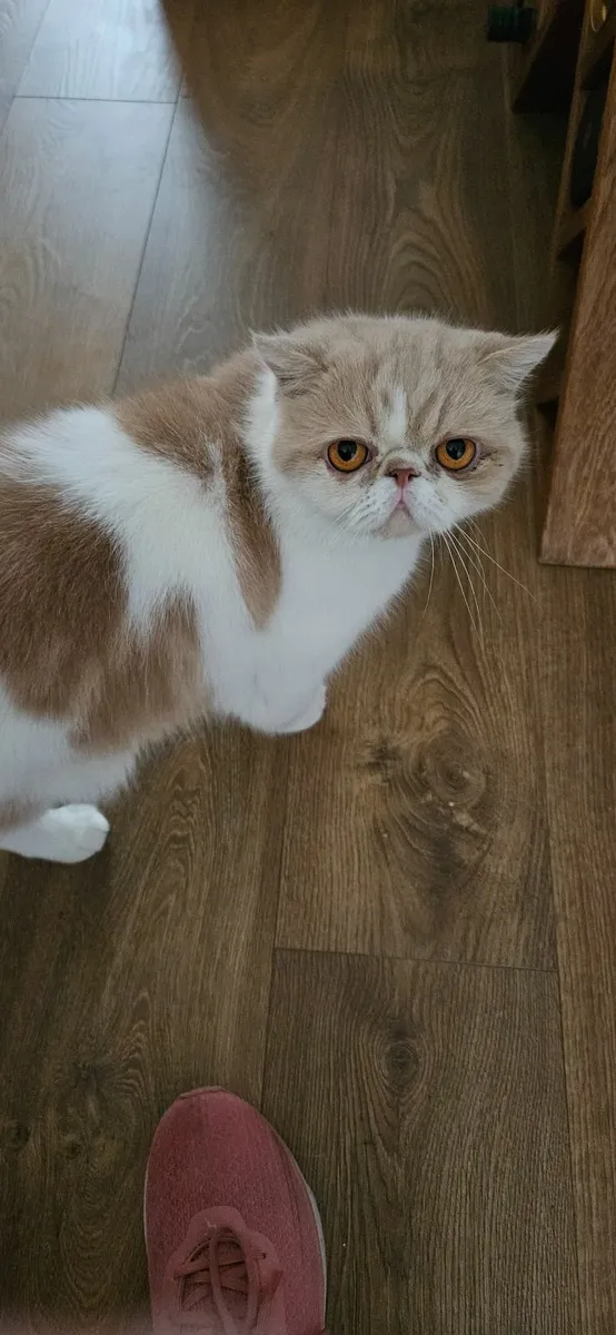 Cat - Image 2