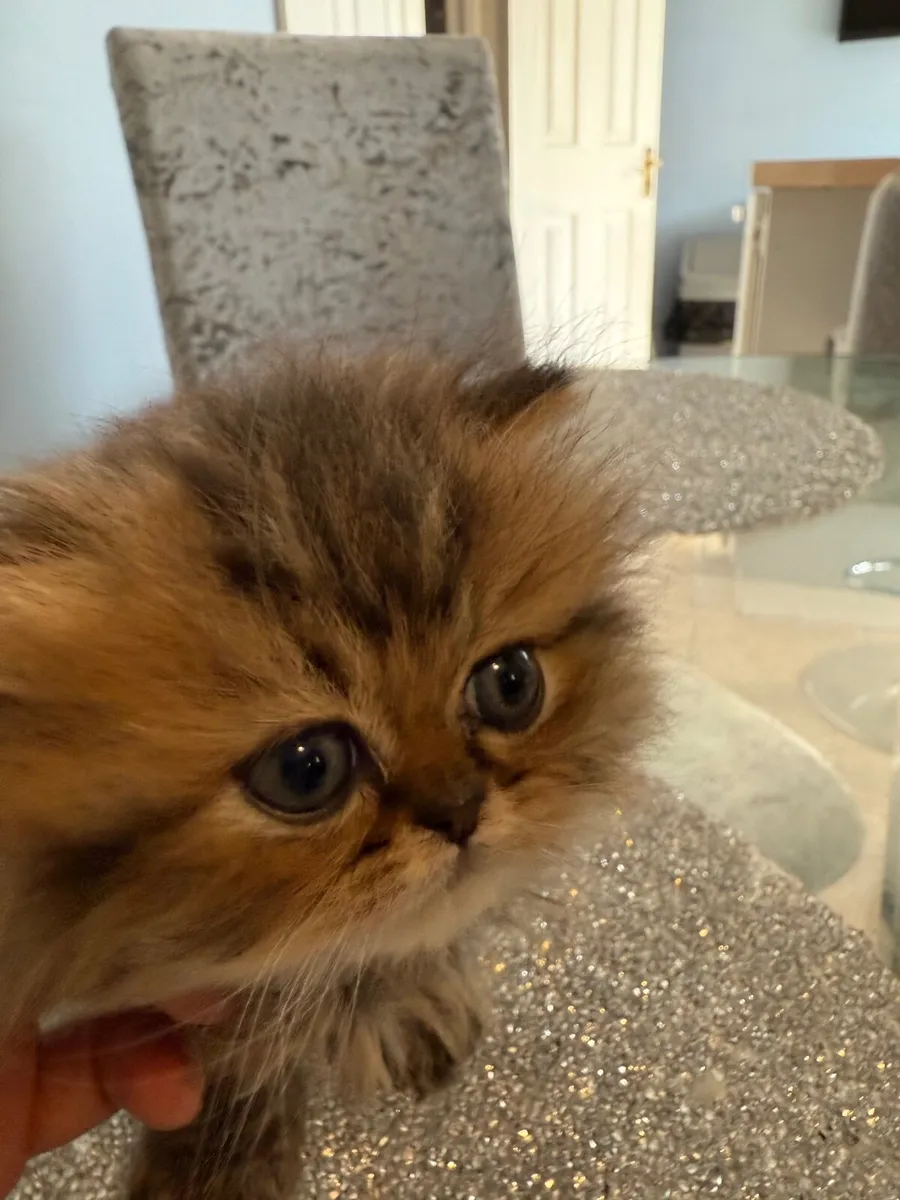 Tabby Persian kitten - Image 2