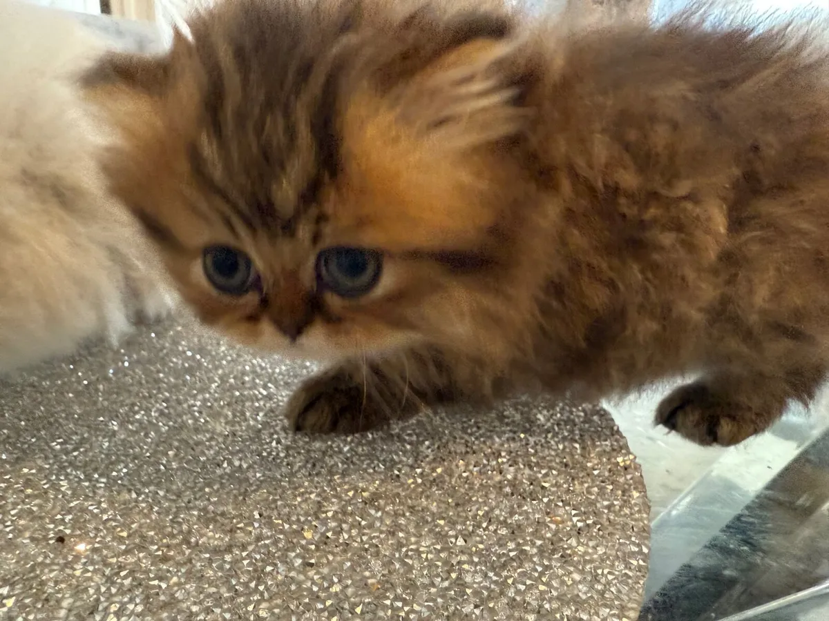 Tabby Persian kitten - Image 3