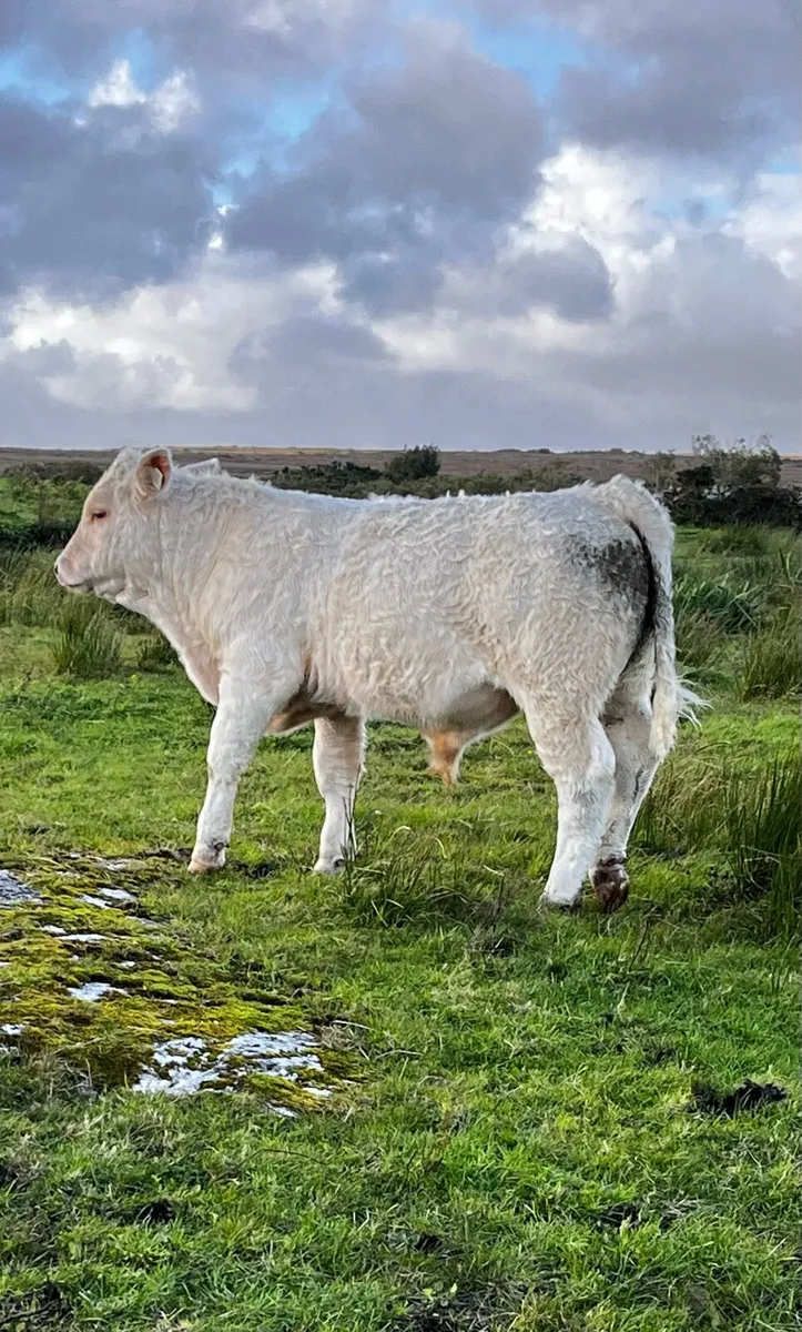 2x Purebred Bulls - Image 1