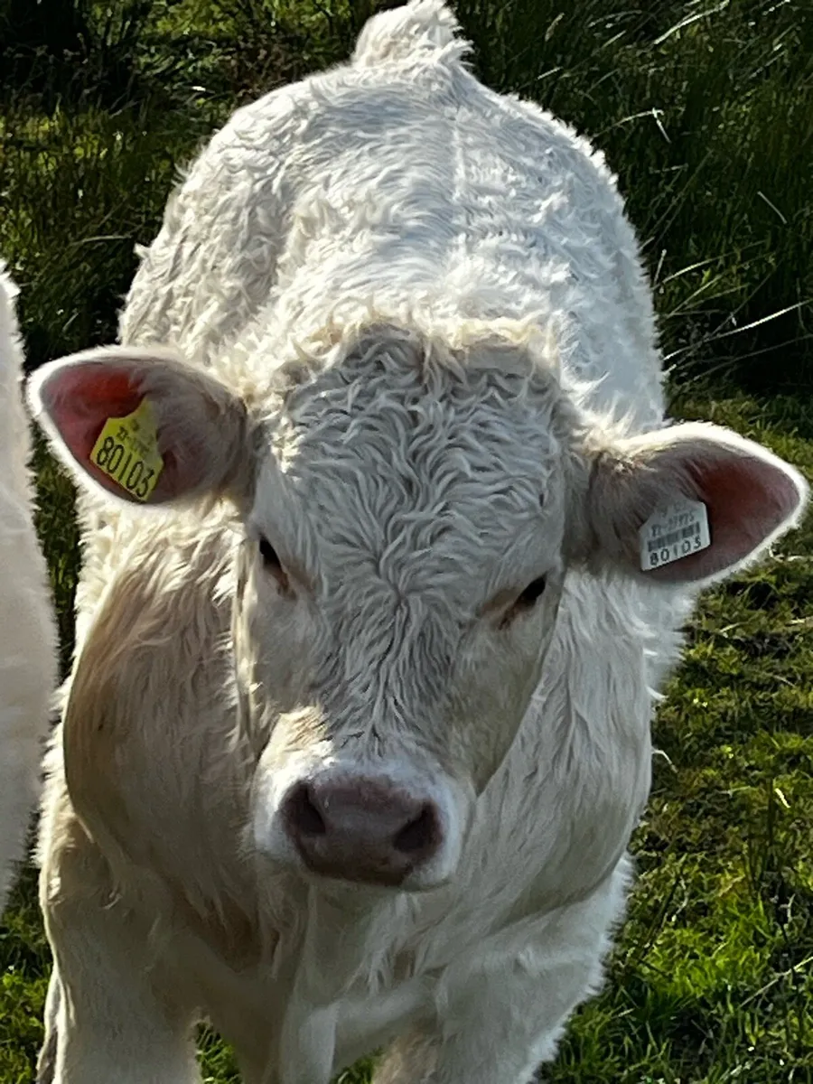 2x Purebred Bulls - Image 2
