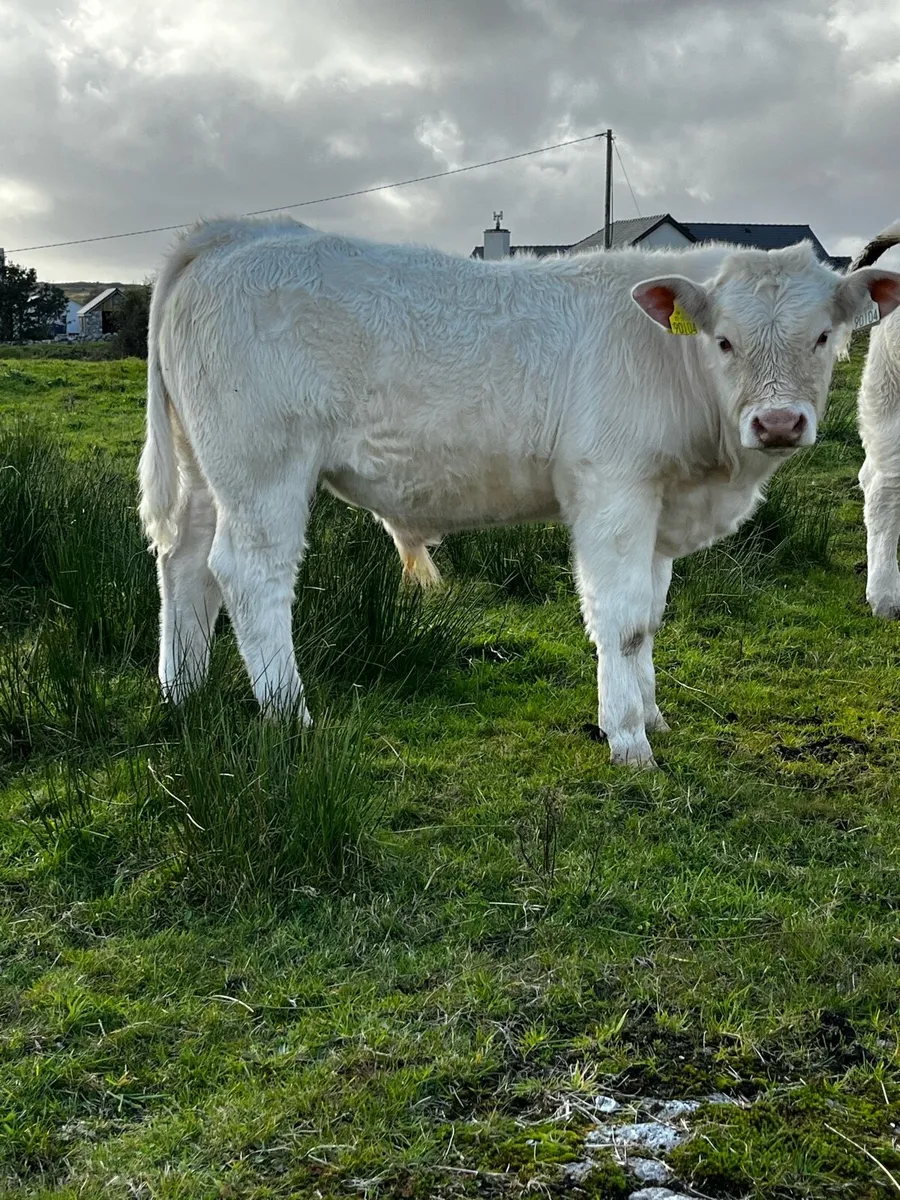 2x Purebred Bulls - Image 3