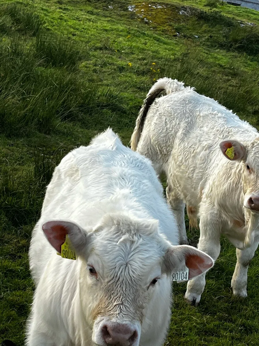 2x Purebred Bulls - Image 4