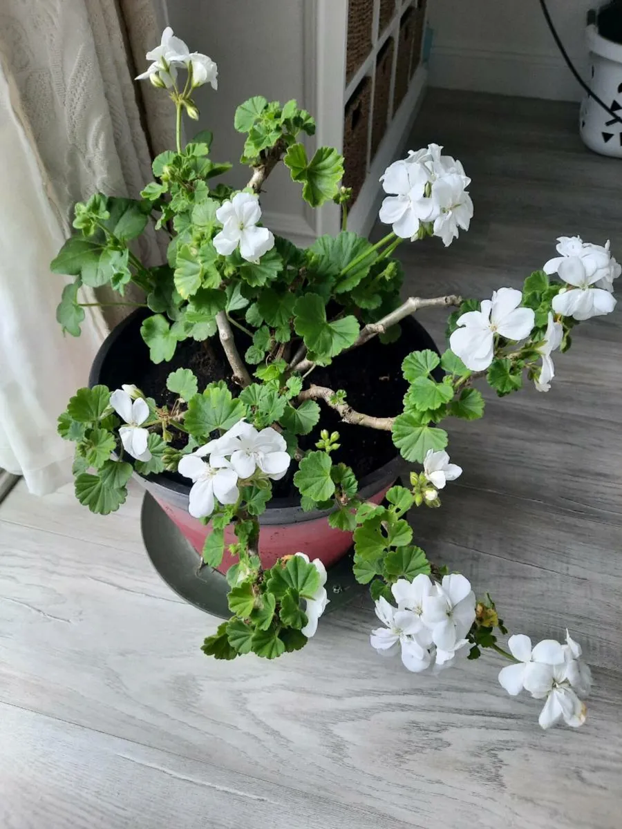 Indoor plants - Image 1