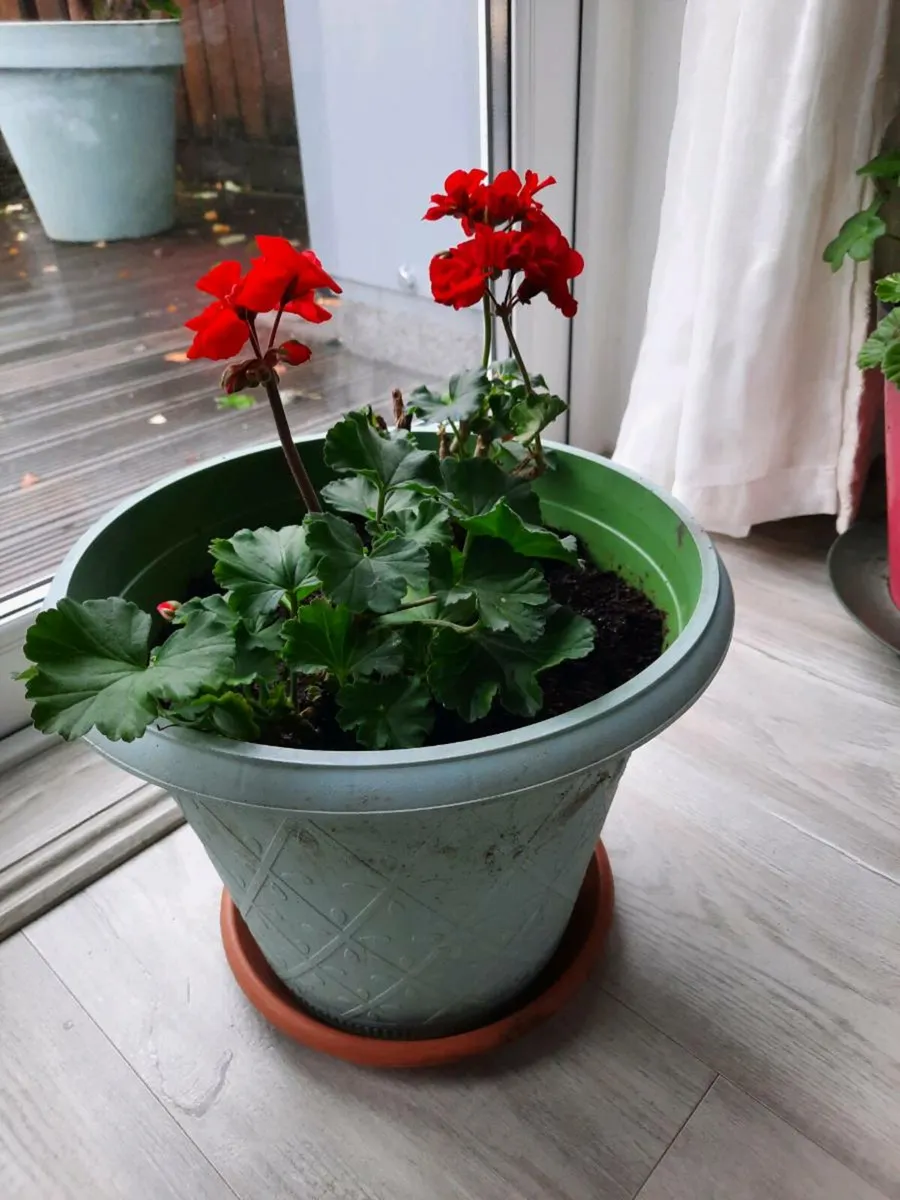 Indoor plants - Image 2