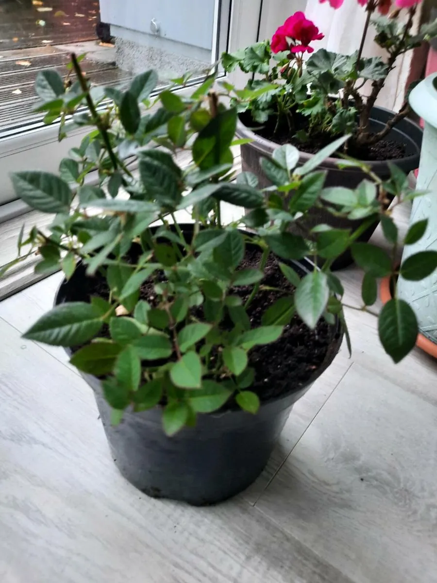 Indoor plants - Image 3