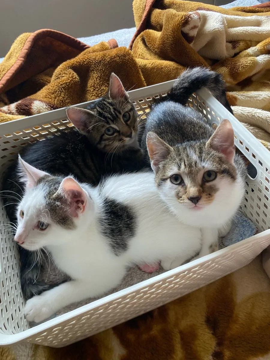 Kittens - Image 1
