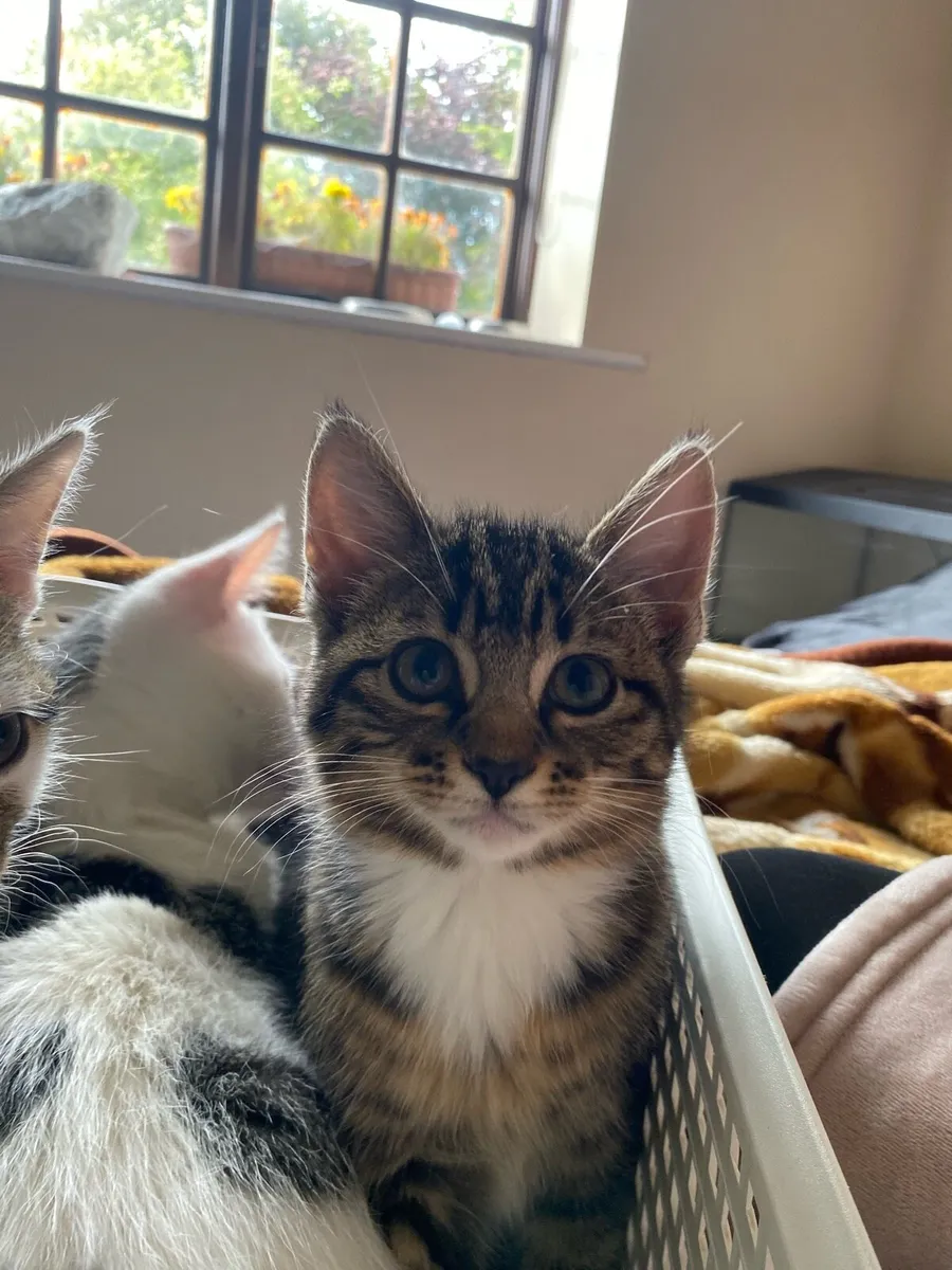 Kittens - Image 2