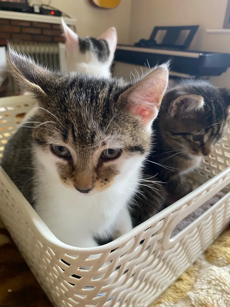 Kittens - Image 3