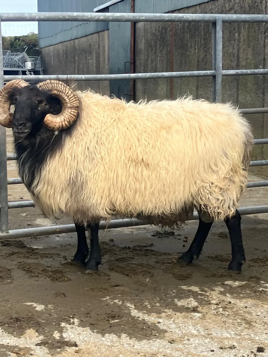 4 year old ram - Image 1