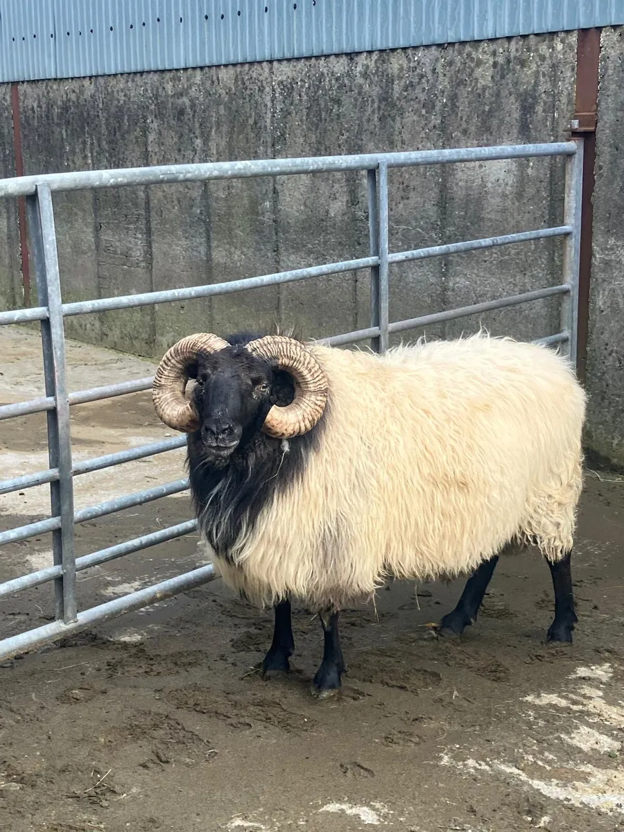 4 year old ram - Image 2