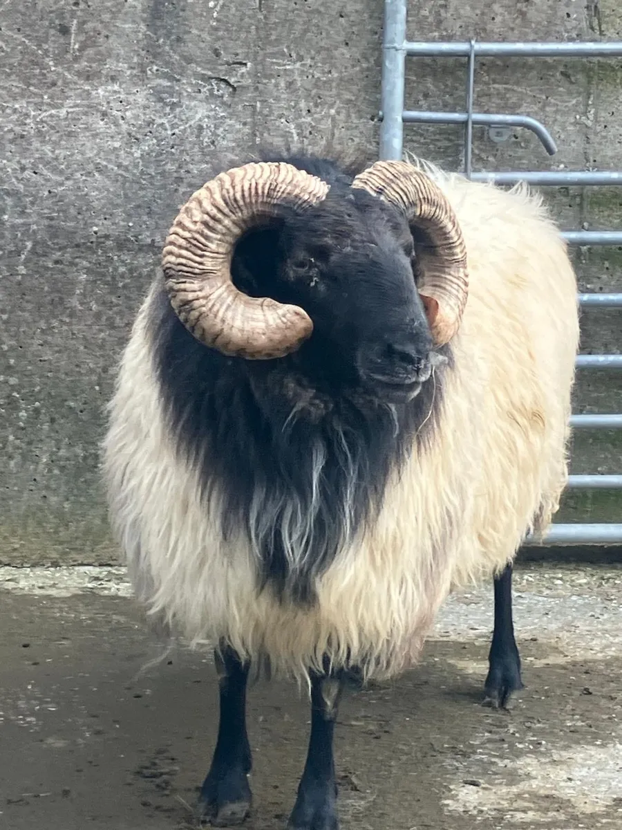 4 year old ram - Image 3