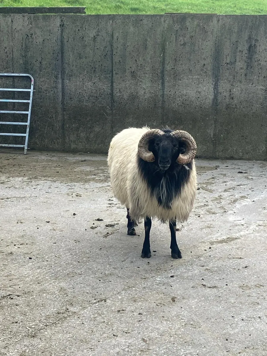 4 year old ram - Image 4