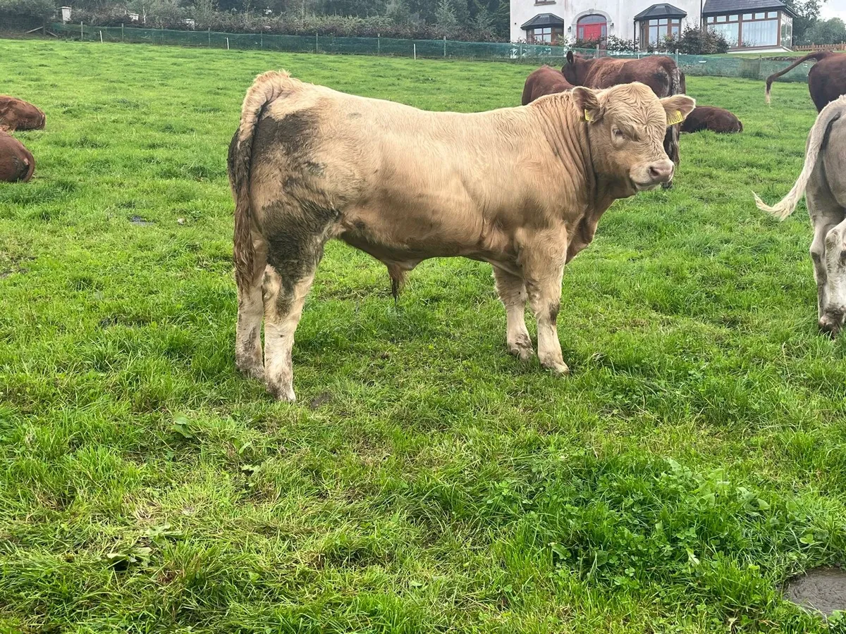 Weanlings bulls Enniscorthy Mart 23rd September - Image 1
