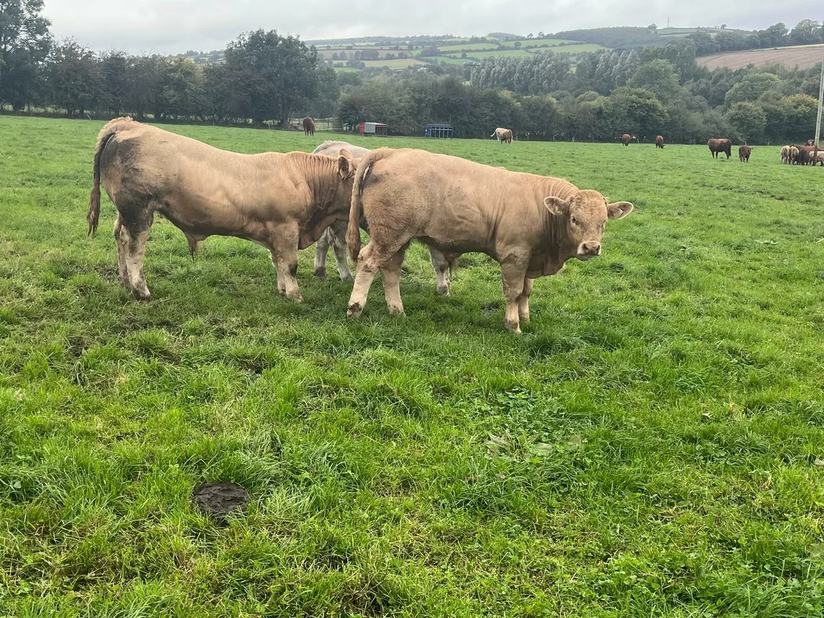 Weanlings bulls Enniscorthy Mart 23rd September - Image 2
