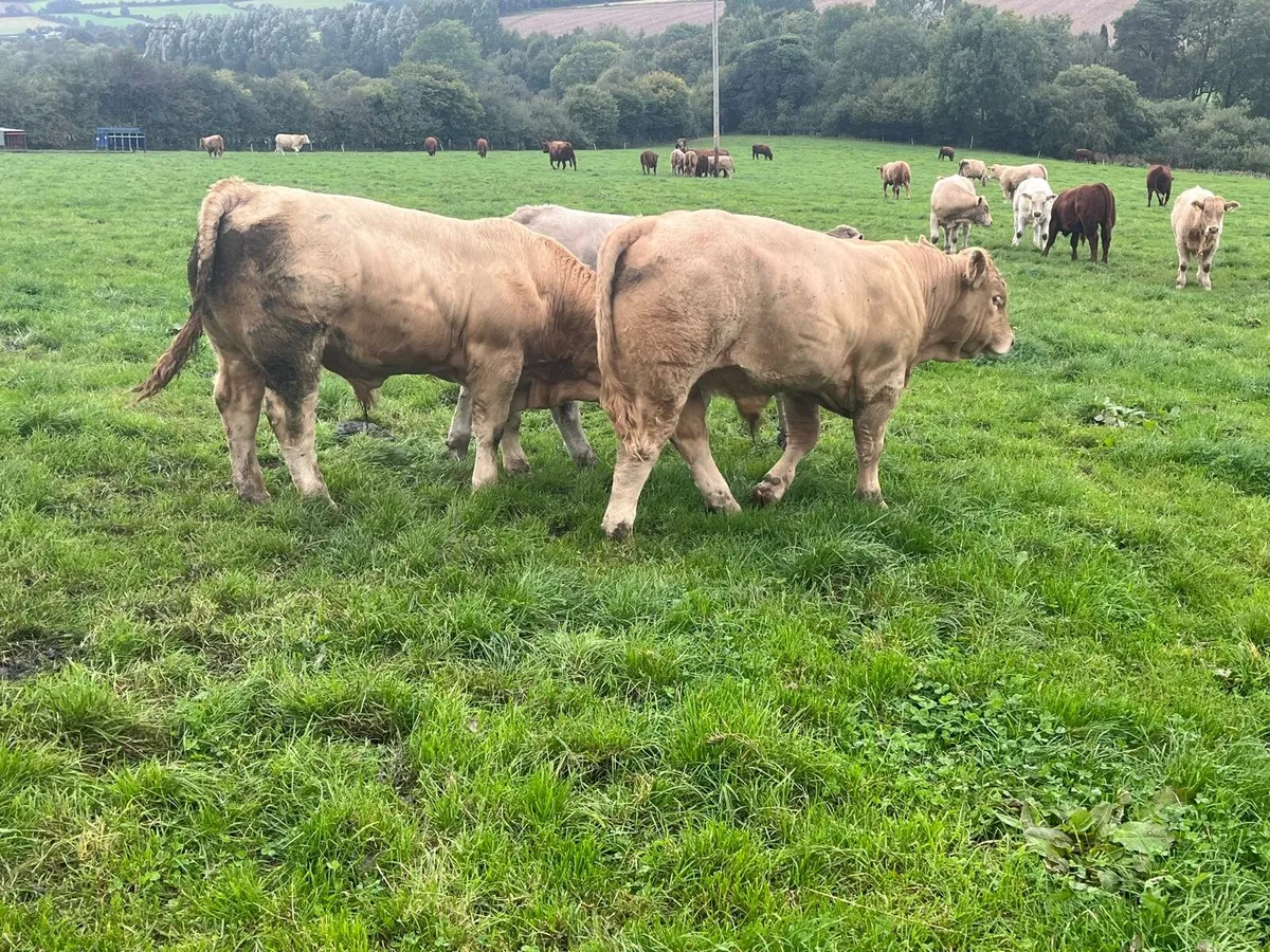 Weanlings bulls Enniscorthy Mart 23rd September - Image 3