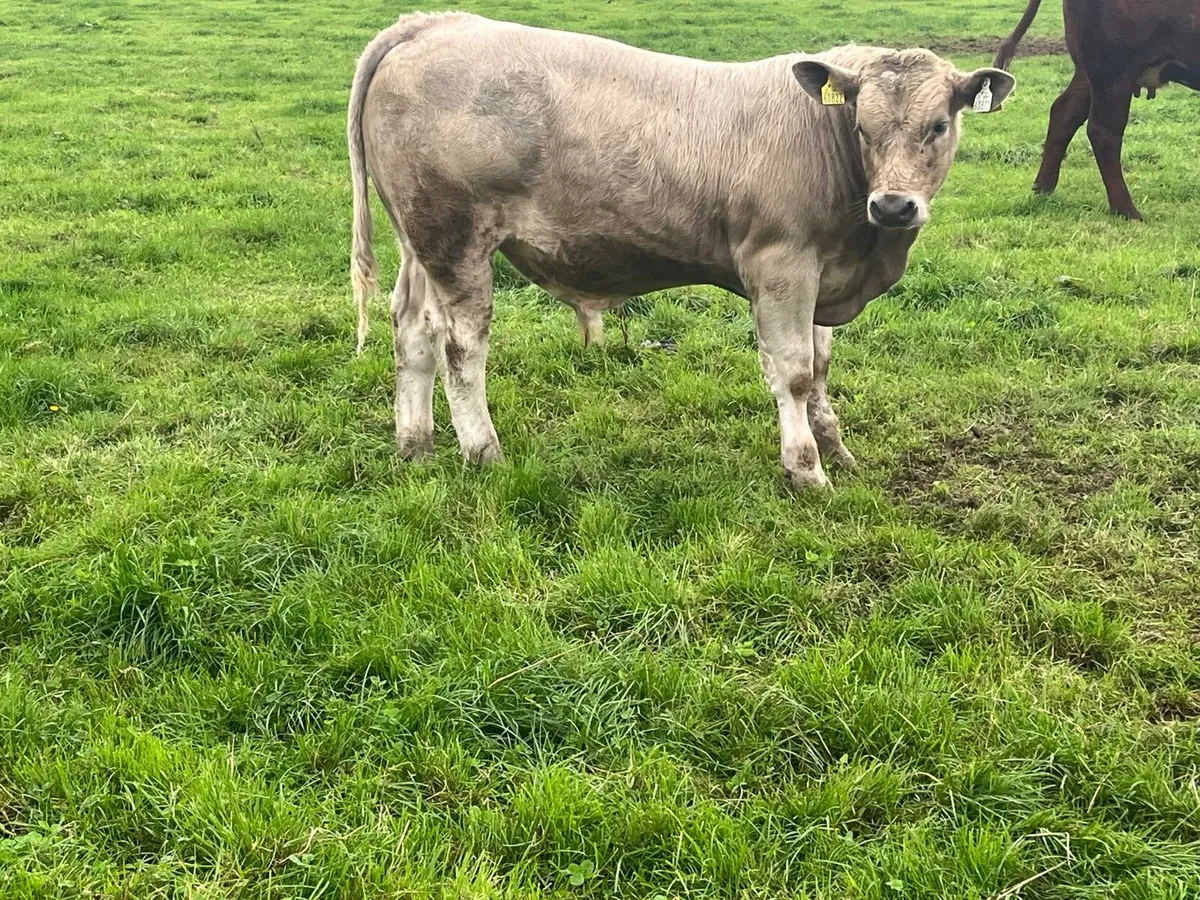 Weanlings bulls Enniscorthy Mart 23rd September - Image 4