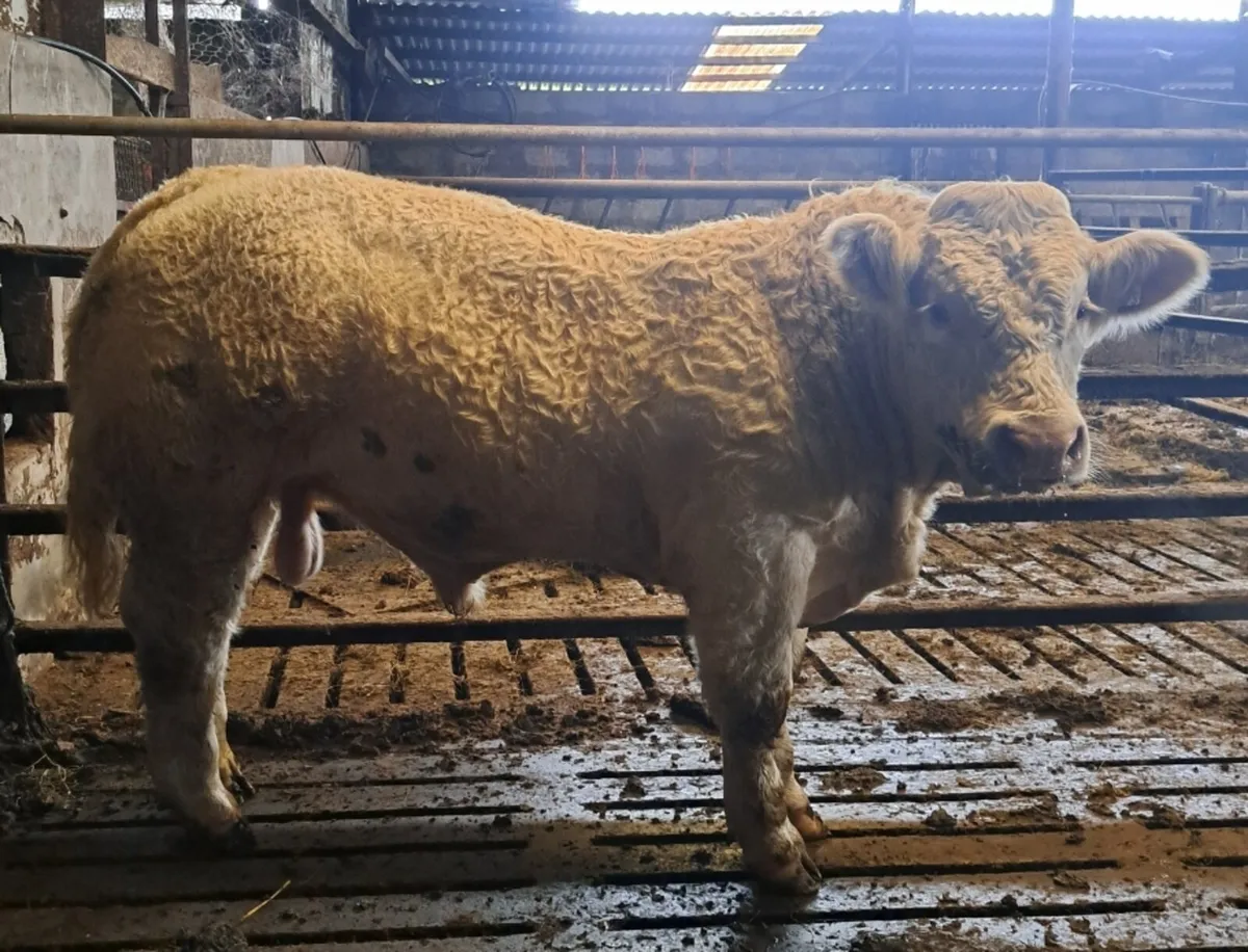 Pedigree Charolais Bull Weanling - Image 2