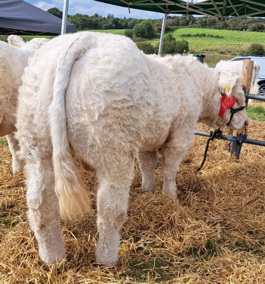 Pedigree Charolais Bull Weanling - Image 1