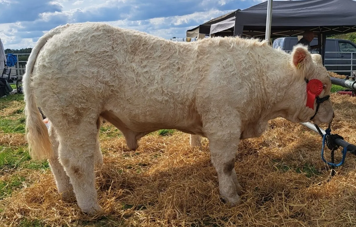 Pedigree Charolais Bull Weanling - Image 3