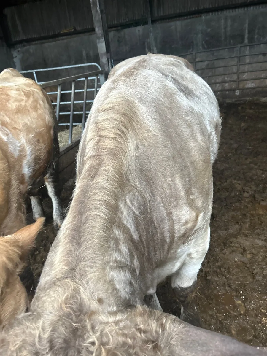 Cows - Image 1