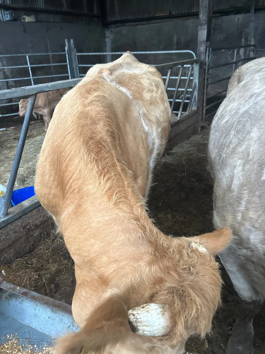 Cows - Image 2