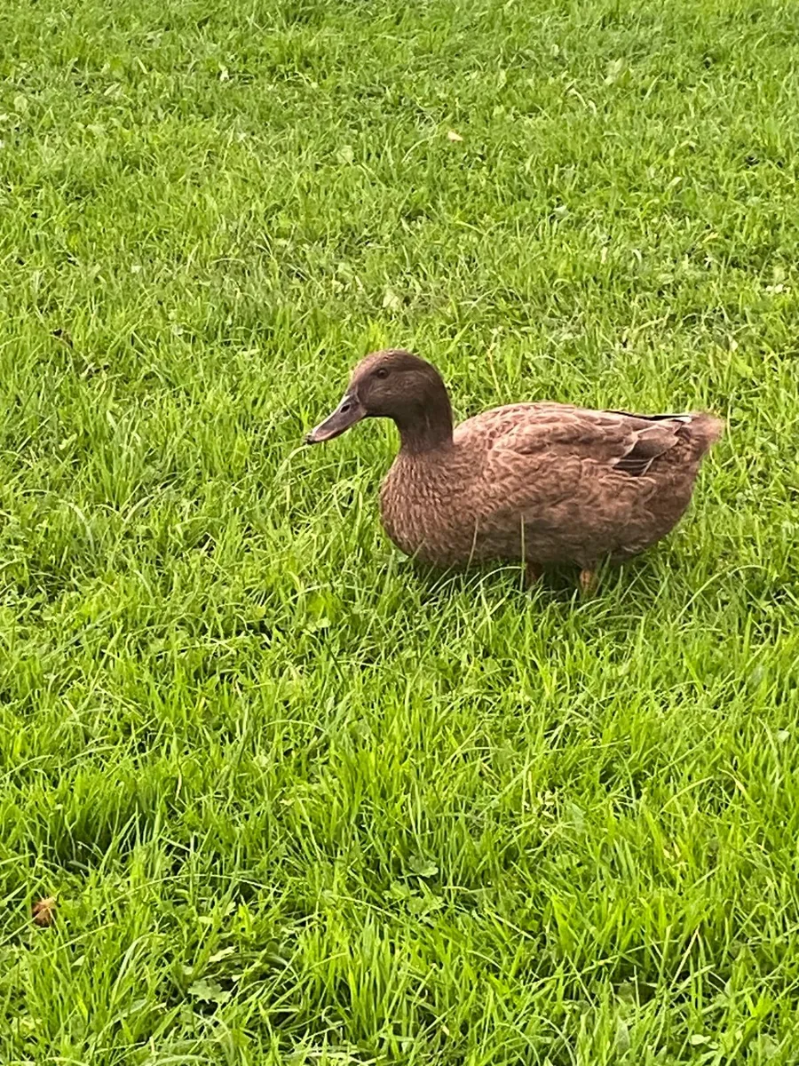 Ducks - Image 1