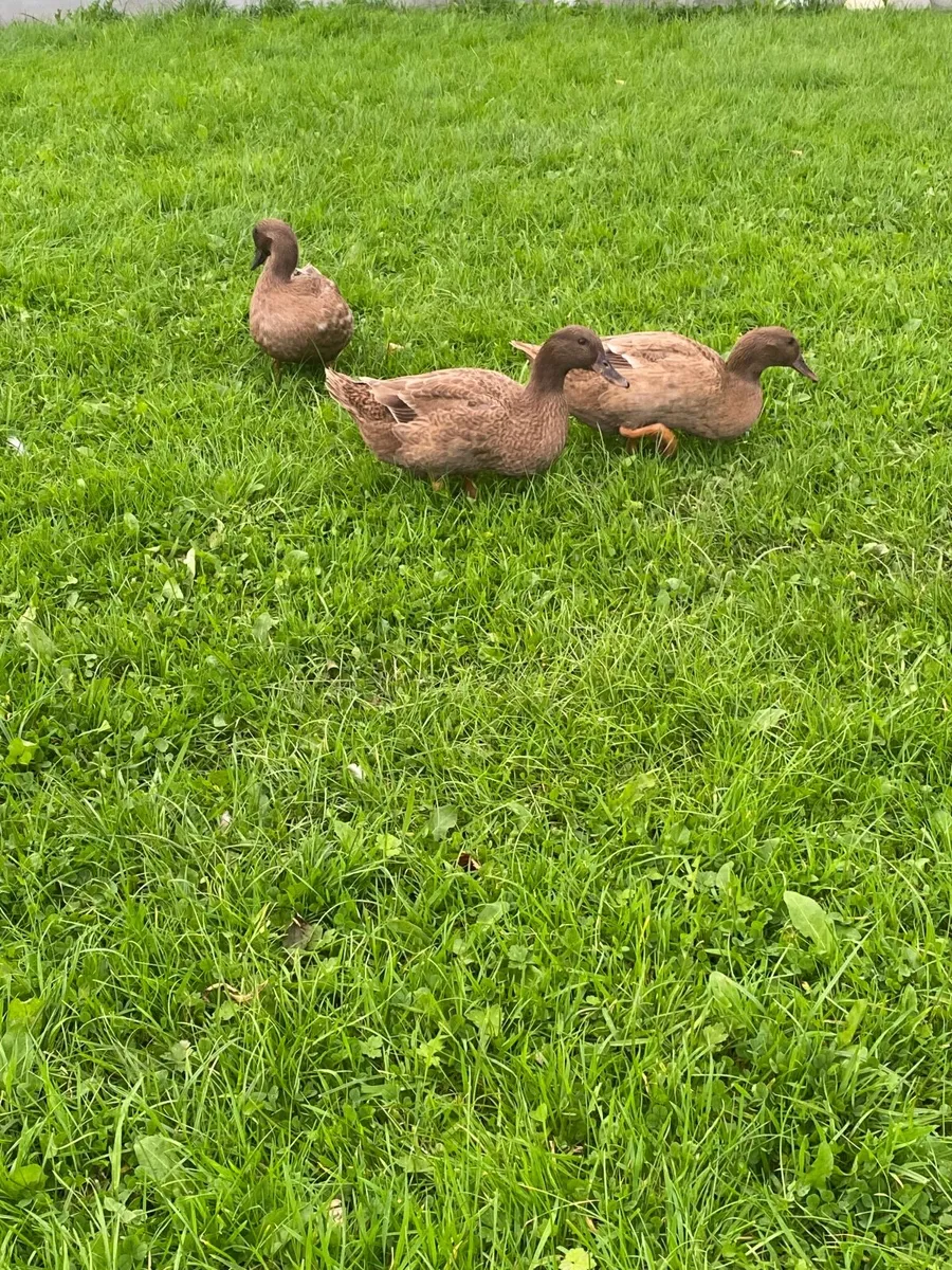 Ducks - Image 2