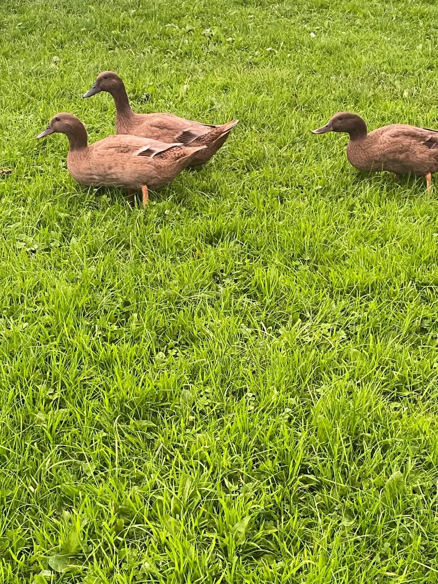 Ducks - Image 3