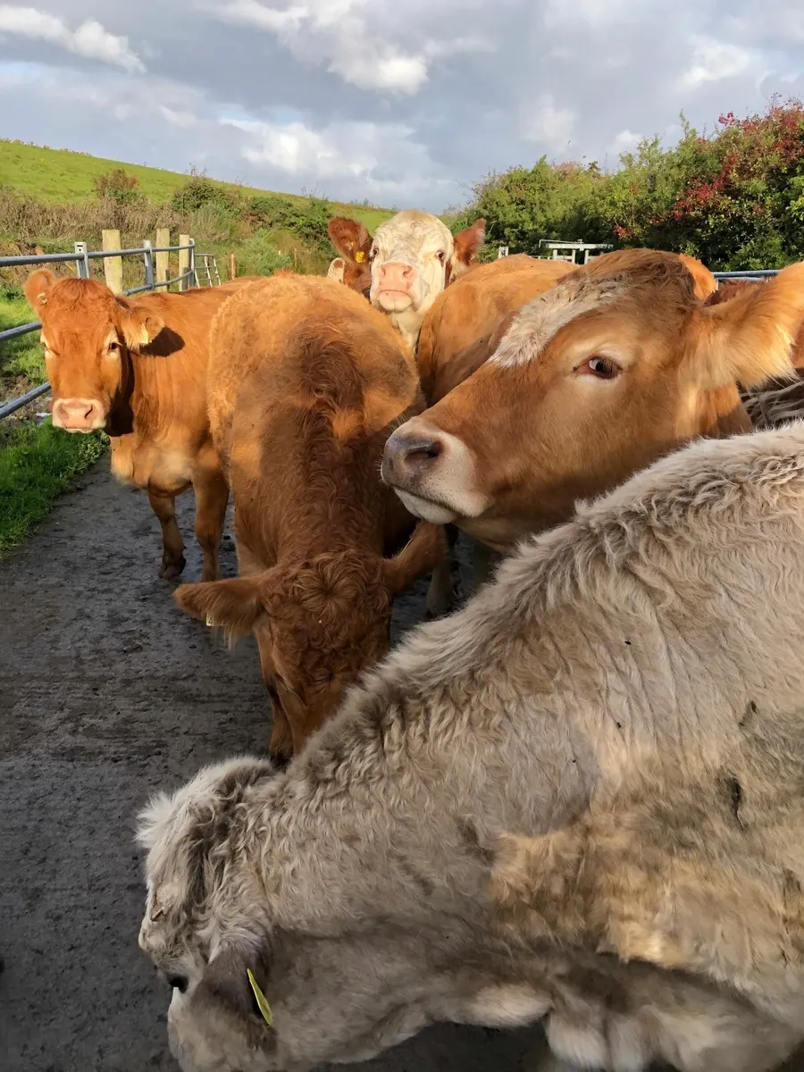 Organice Beef Cattle for sale. - Image 1