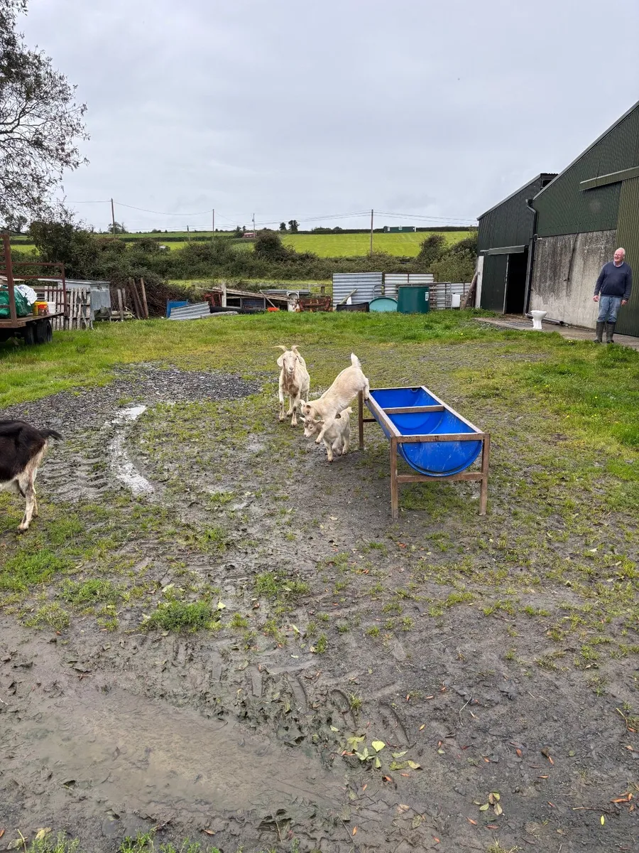 Goats - Image 2