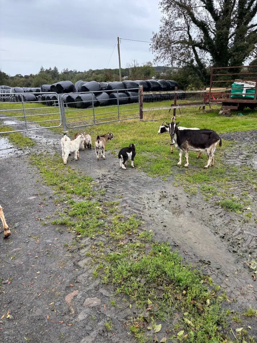 Goats - Image 3