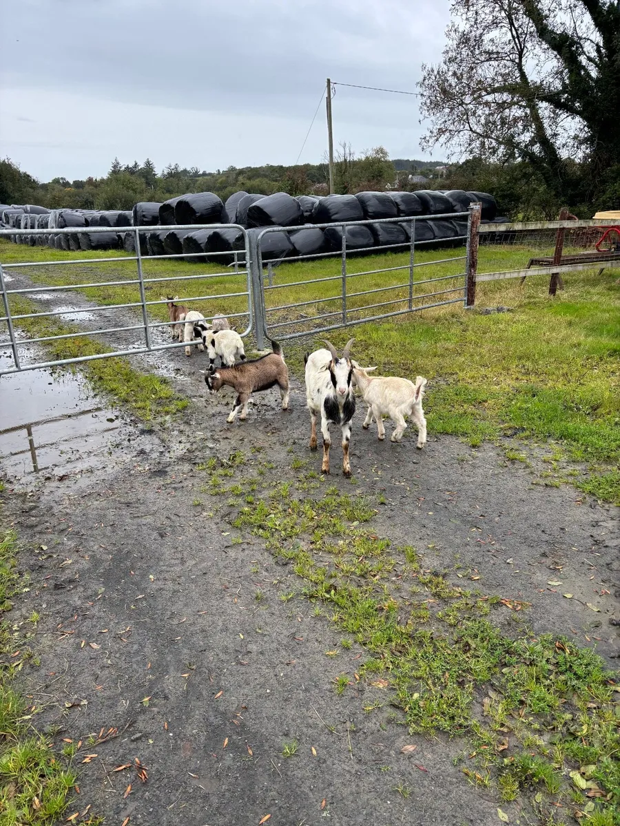 Goats - Image 4