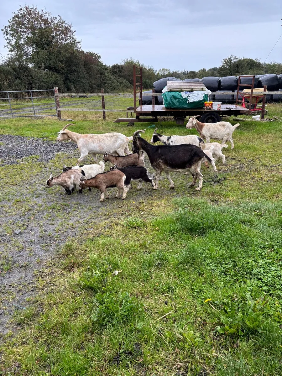 Goats - Image 1
