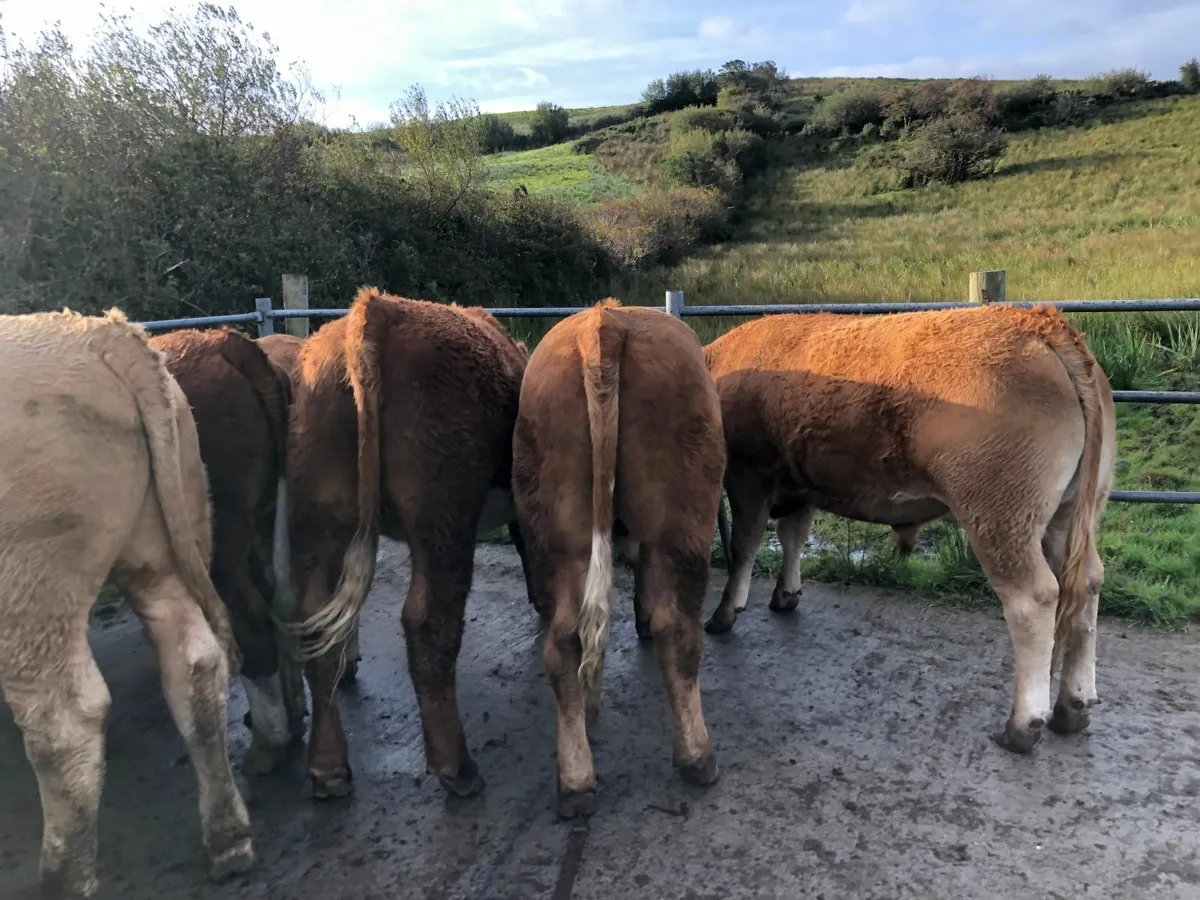 Organice Beef Cattle for sale. - Image 2