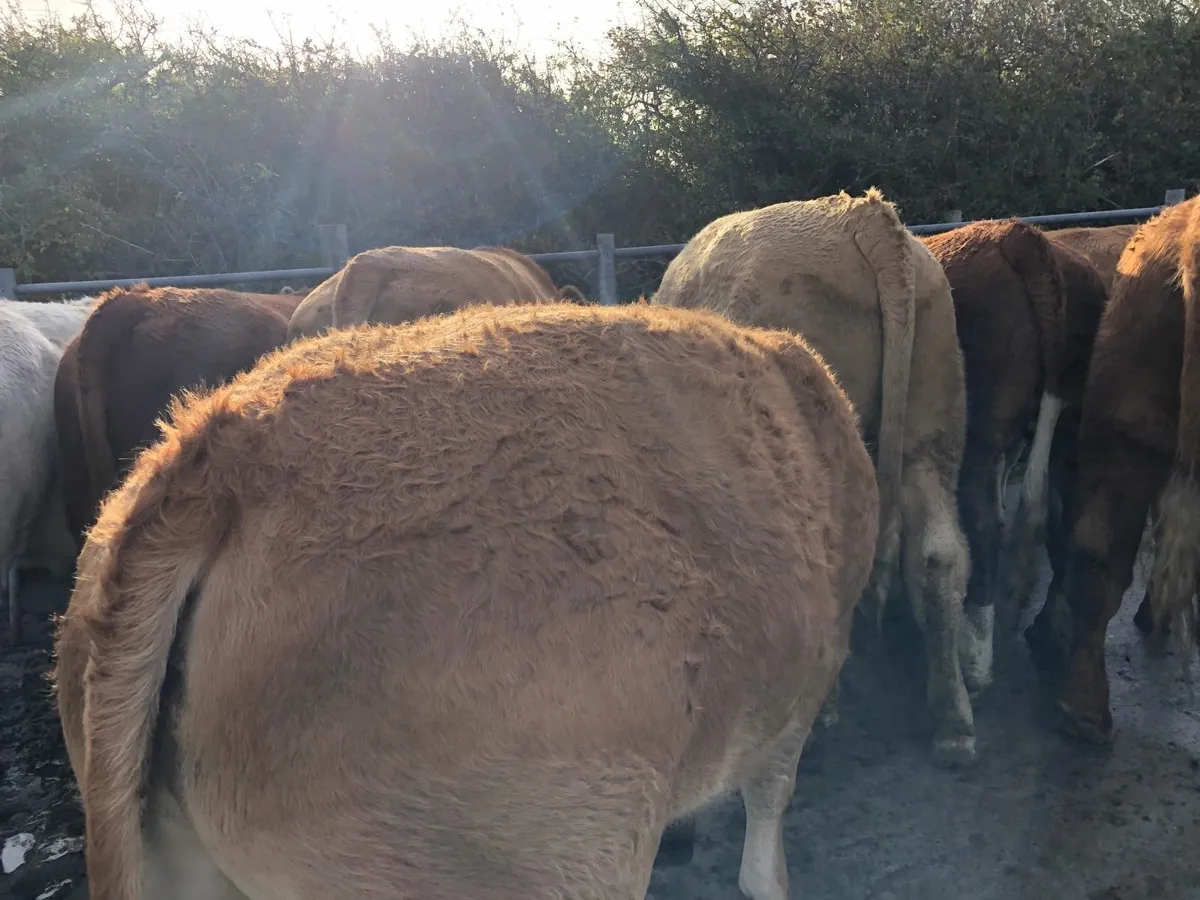 Organice Beef Cattle for sale. - Image 3
