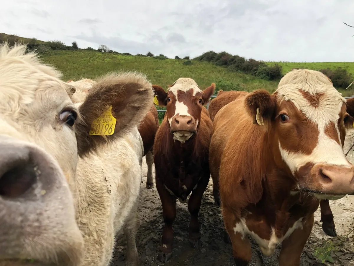 Organice Beef Cattle for sale. - Image 4