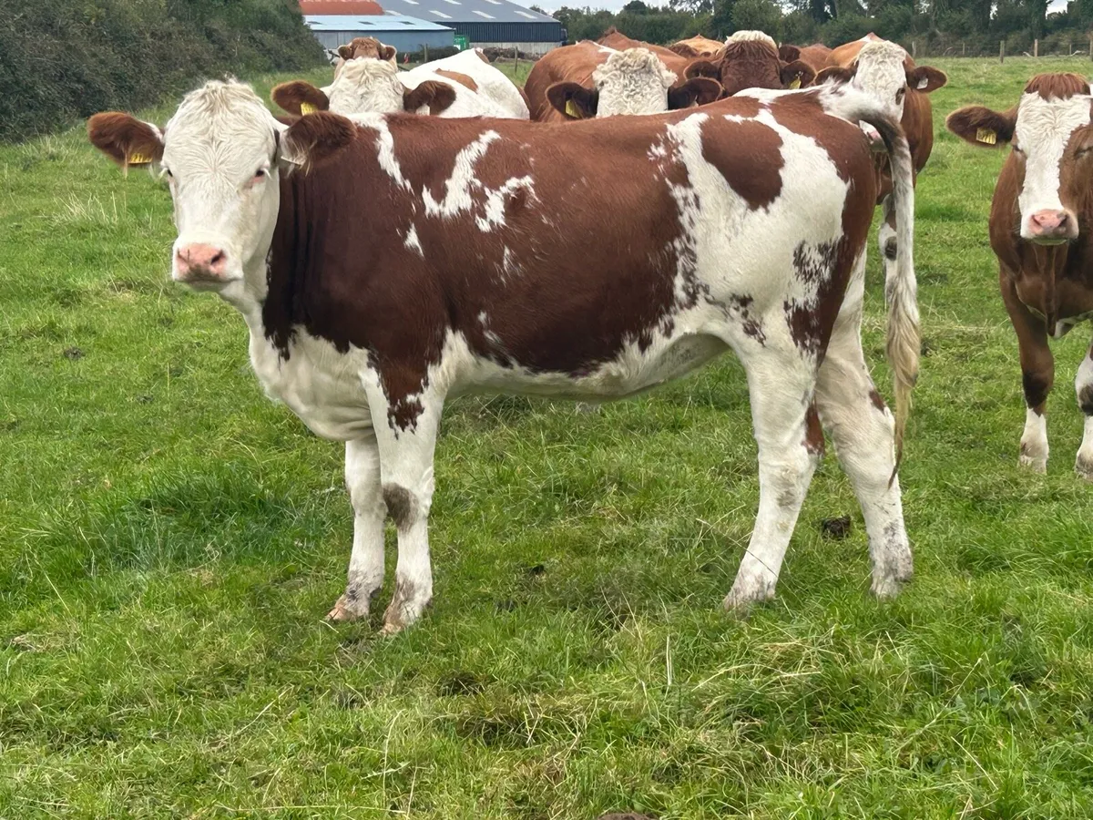 5 ⭐️⭐️⭐️⭐️⭐️star simental heifer - Image 1