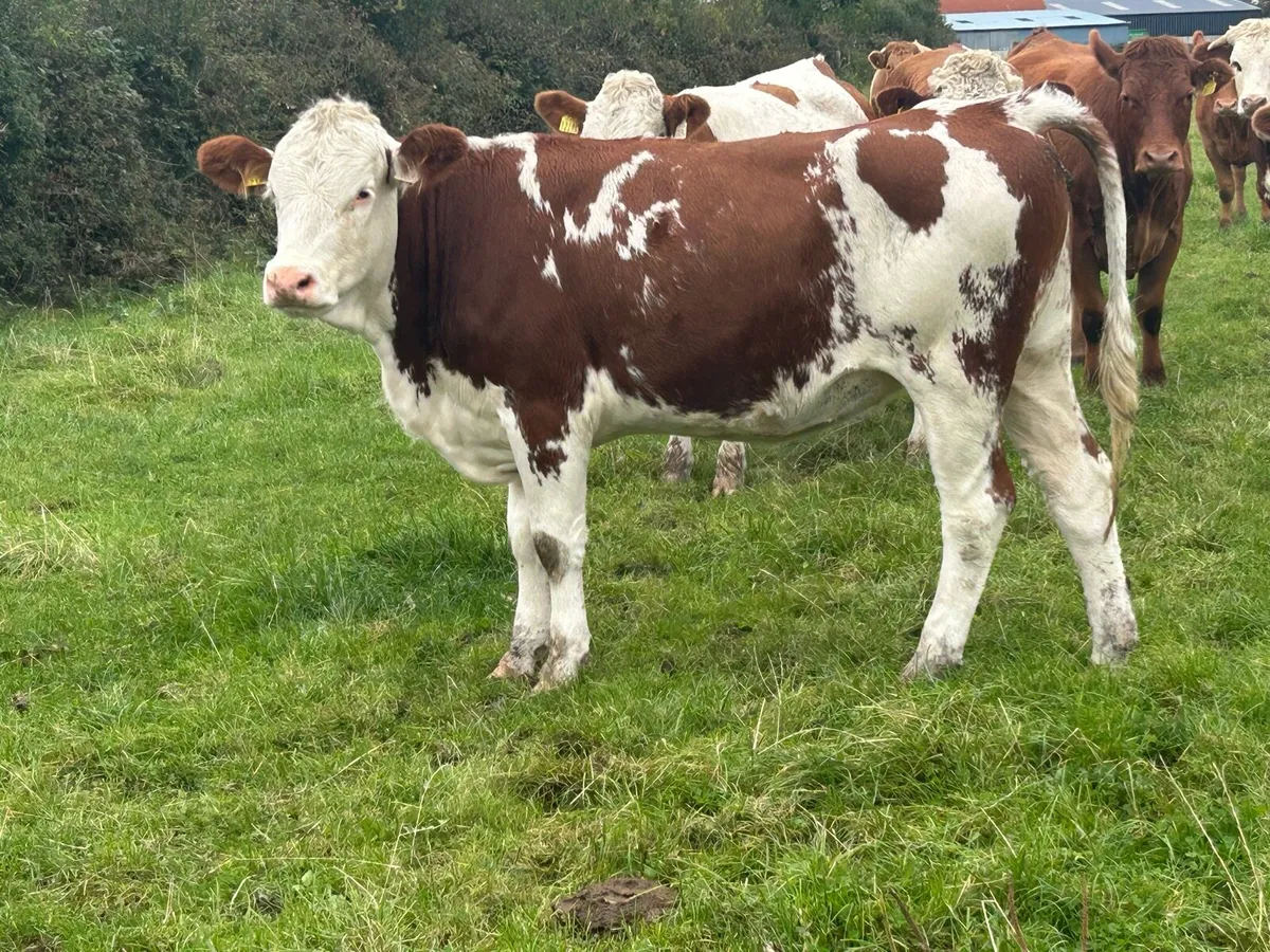 5 ⭐️⭐️⭐️⭐️⭐️star simental heifer - Image 2