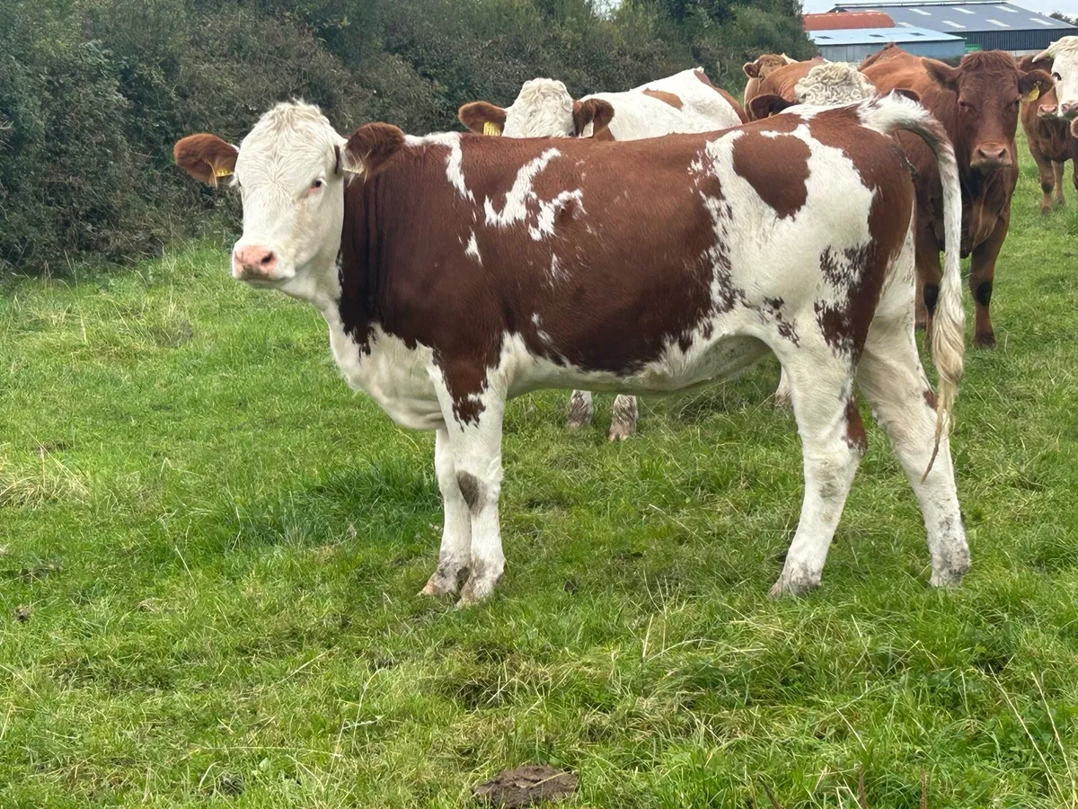 5 ⭐️⭐️⭐️⭐️⭐️star simental heifer - Image 3
