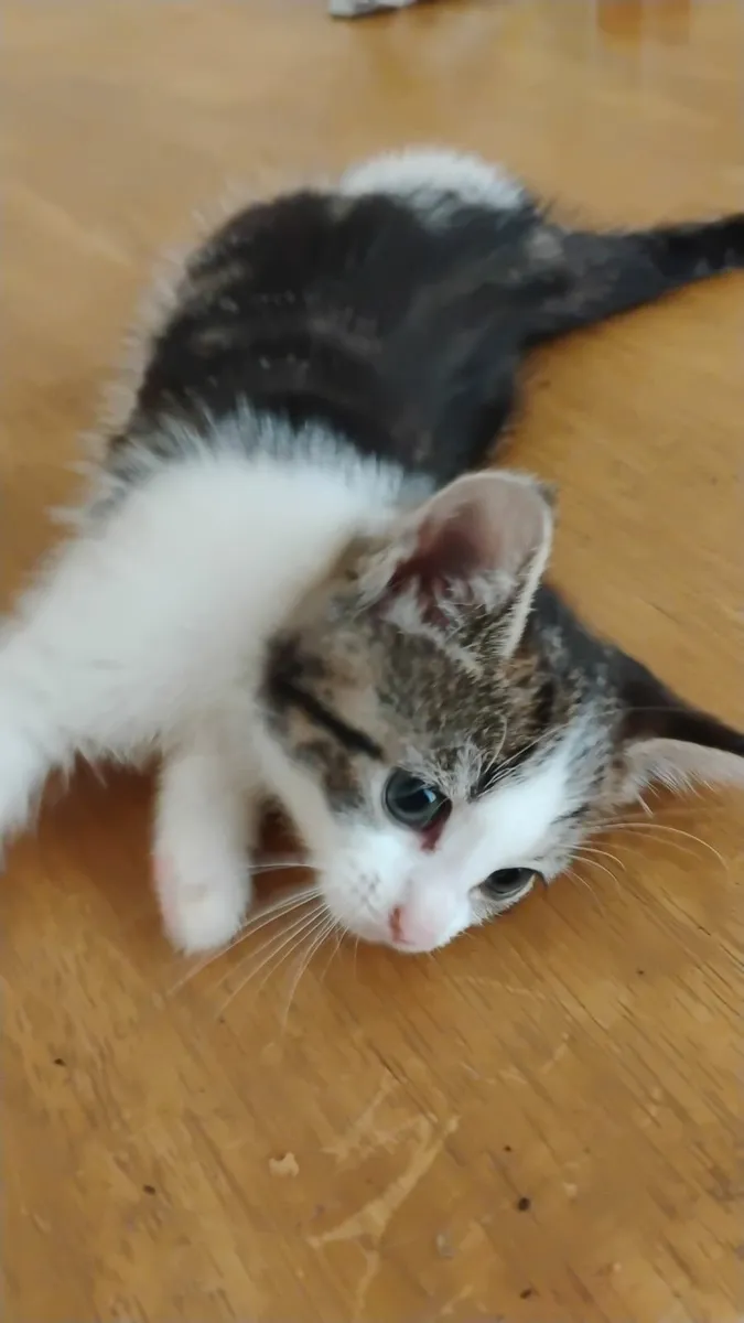 Kittens - Image 1