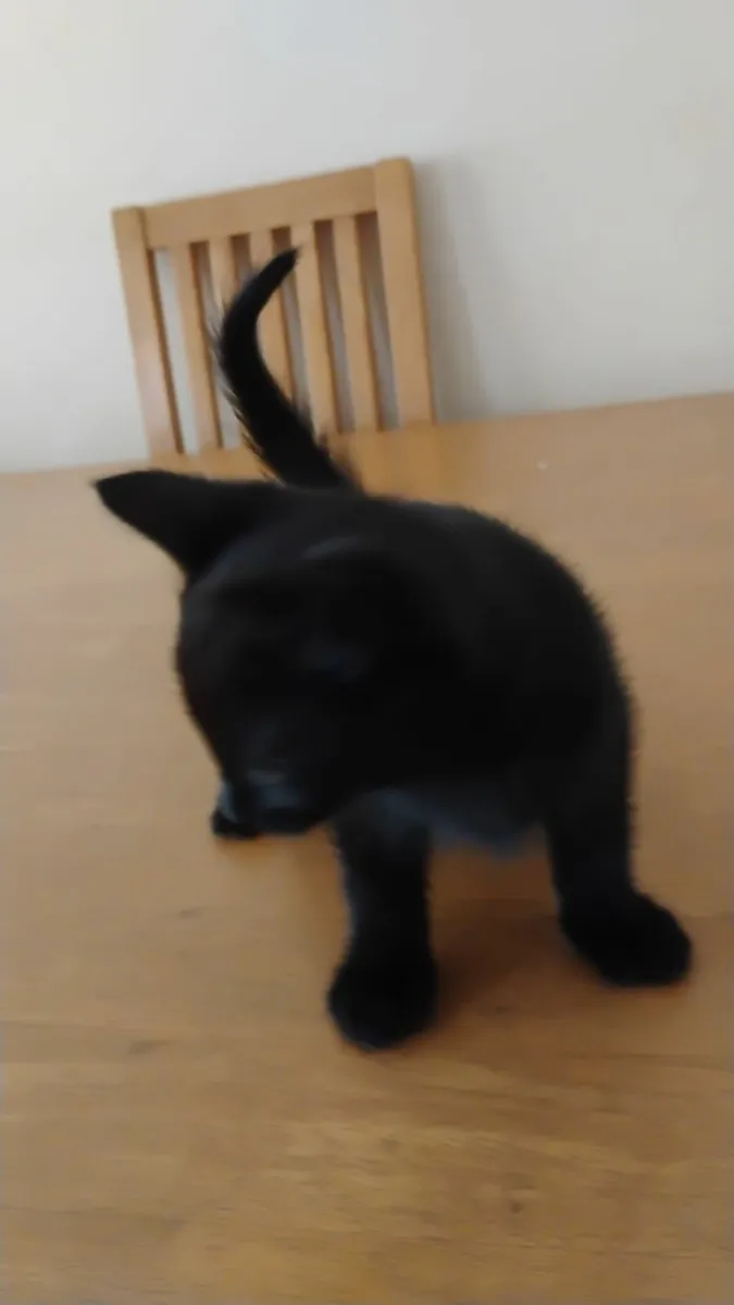 Kittens - Image 2