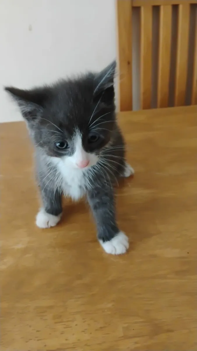 Kittens - Image 3