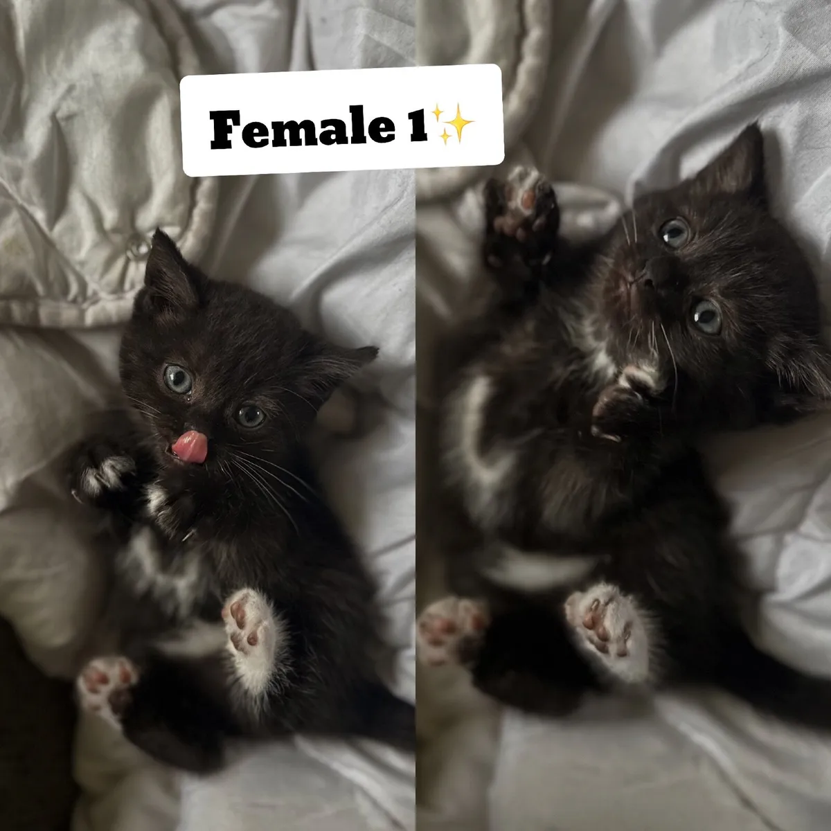 British shorthair kittens CROSS - Image 1