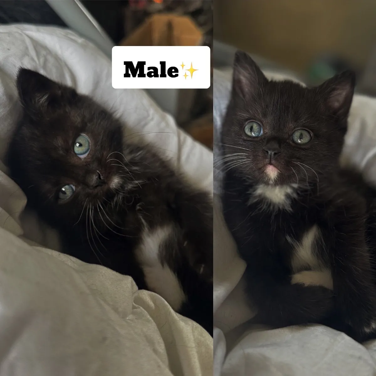 British shorthair kittens CROSS - Image 2